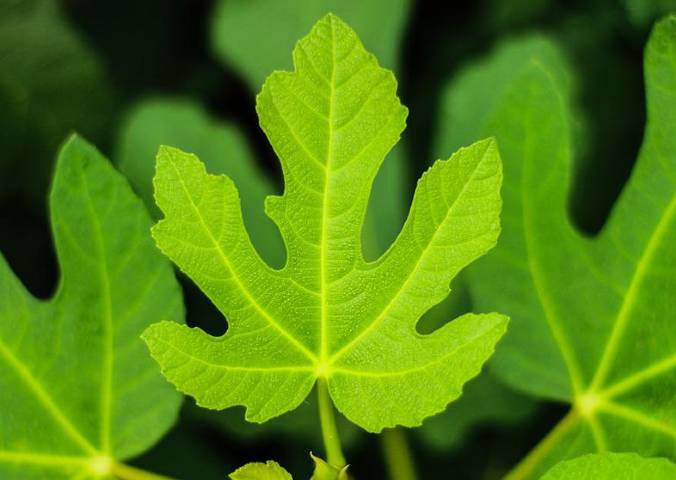 Čaj od listova smokve može riješiti ovih 10 zdravstvenih tegoba